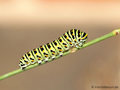 Schwalbenschwanz (Papilio machaon), ausgewachsene Raupe am Fenchel, 02.09.2025 - DE (MV)