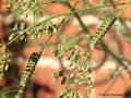 Schwalbenschwanz (Papilio machaon), Raupen am Fenchel, 06.09.2025 - DE (MV)