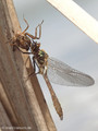 Falkenlibelle (Cordulia aenea), Männchen kurz nach dem Schlupf - DE (MV)