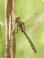 Falkenlibelle (Cordulia aenea), Männchen - DE (MV)
