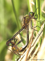 Falkenlibelle (Cordulia aenea), Paarungsrad - DE (ST)