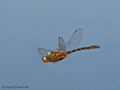 Falkenlibelle (Cordulia aenea), Männchen - DE (MV)