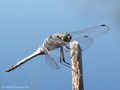 Großer Blaupfeil (Orthetrum cancellatum), Männchen- DE (HH)