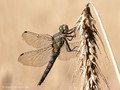 Großer Blaupfeil (Orthetrum cancellatum), altes Weibchen - DE (MV)