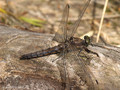 Großer Blaupfeil (Orthetrum cancellatum), altes Weibchen - DE (HH)