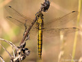 Großer Blaupfeil (Orthetrum cancellatum), junges Weibchen - DE (MV)