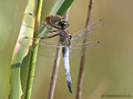 Großer Blaupfeil (Orthetrum cancellatum), Männchen mit erbeutetem Kleinen Feuerfalter (Lycaena phlaeas) - DE (MV)