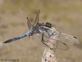 Großer Blaupfeil (Orthetrum cancellatum), Männchen- DE (MV)
