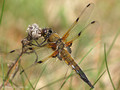 Vierfleck (Libellula quadrimaculata), Männchen - DE (MV)