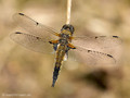 Vierfleck (Libellula quadrimaculata), Weibchen - DE (HH)