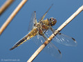 Vierfleck (Libellula quadrimaculata), Männchen - DE (SH)