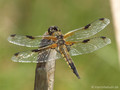 Vierfleck (Libellula quadrimaculata), Weibchen - DE (SH)