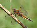 Vierfleck (Libellula quadrimaculata), Männchen - DE (NI)