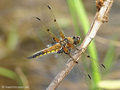 Vierfleck (Libellula quadrimaculata), Männchen - DE (MV)
