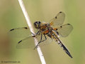 Vierfleck (Libellula quadrimaculata), Männchen - DE (MV)