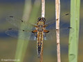 Vierfleck (Libellula quadrimaculata), Männchen - DE (MV)