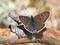Brauner Feuerfalter (Lycaena tityrus), Männchen - DE (MV)