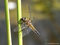Vierfleck (Libellula quadrimaculata), Männchen - DE (MV)