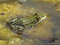 Grünfrosch (Pelophylax spec.) - DE (MV)