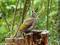 Grünspecht (Picus viridis), Jungvogel - DE (MV)