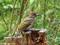 Grünspecht (Picus viridis), Jungvogel - DE (MV)