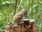Grünspecht (Picus viridis), Jungvogel - DE (MV)
