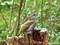 Grünspecht (Picus viridis), Jungvogel - DE (MV)