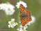 Kleiner Perlmuttfalter (Issoria lathonia) - DE (MV)