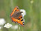 Kleiner Fuchs (Nymphalis urticae) - DE (MV)