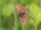 Wegerich-Scheckenfalter (Melitaea cinxia) - DE (MV)