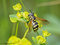 Späte Wespenschwebfliege (Chrysotoxum festivum), Weibchen - DE (MV)