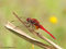 Feuerlibelle (Crocothemis erythraea), Männchen - DE (MV)