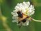 Gemeine Waldschwebfliege (Volucella pellucens), Weibchen - DE (MV)