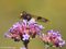 Gemeine Waldschwebfliege (Volucella pellucens), Weibchen - DE (MV)