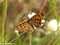 Magerrasen-Perlmuttfalter (Boloria dia) - DE (MV)
