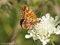 Magerrasen-Perlmuttfalter (Boloria dia) - DE (MV)