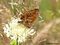 Magerrasen-Perlmuttfalter (Boloria dia) - DE (MV)