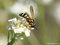 Späte Wespenschwebfliege (Chrysotoxum festivum), Weibchen - DE (MV)