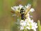 Späte Wespenschwebfliege (Chrysotoxum festivum), Weibchen - DE (MV)
