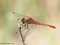Blutrote Heidelibelle (Sympetrum sanguineum), Männchen - DE (MV)
