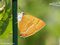 Nierenfleck-Zipfelfalter (Thecla betulae), Weibchen - DE (MV)