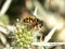 Totenkopfschwebfliege (Myathropa florea), Männchen - DE (MV)