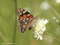 Distelfalter (Vanessa cardui) - DE (MV)