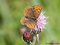 Brauner Feuerfalter (Lycaena tityrus), Weibchen - DE (MV)
