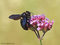 Violettflügelige Holzbiene (Xylocopa violacea) - DE (MV)