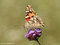 Distelfalter (Vanessa cardui) - DE (MV)