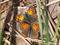 Kleiner Feuerfalter (Lycaena phlaeas) - DE (MV)