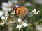 Distelfalter (Vanessa cardui) - DE (MV)