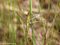 Großer Blaupfeil (Orthetrum cancellatum), Weibchen kurz nach dem Schlupf - DE (MV)