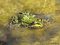 Grünfrosch (Pelophylax spec.) - DE (MV)